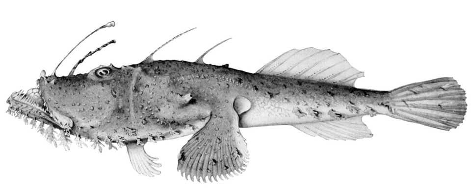 Lophiomus setigerus