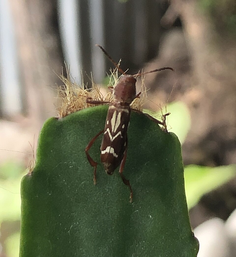 Neoclytus rufus