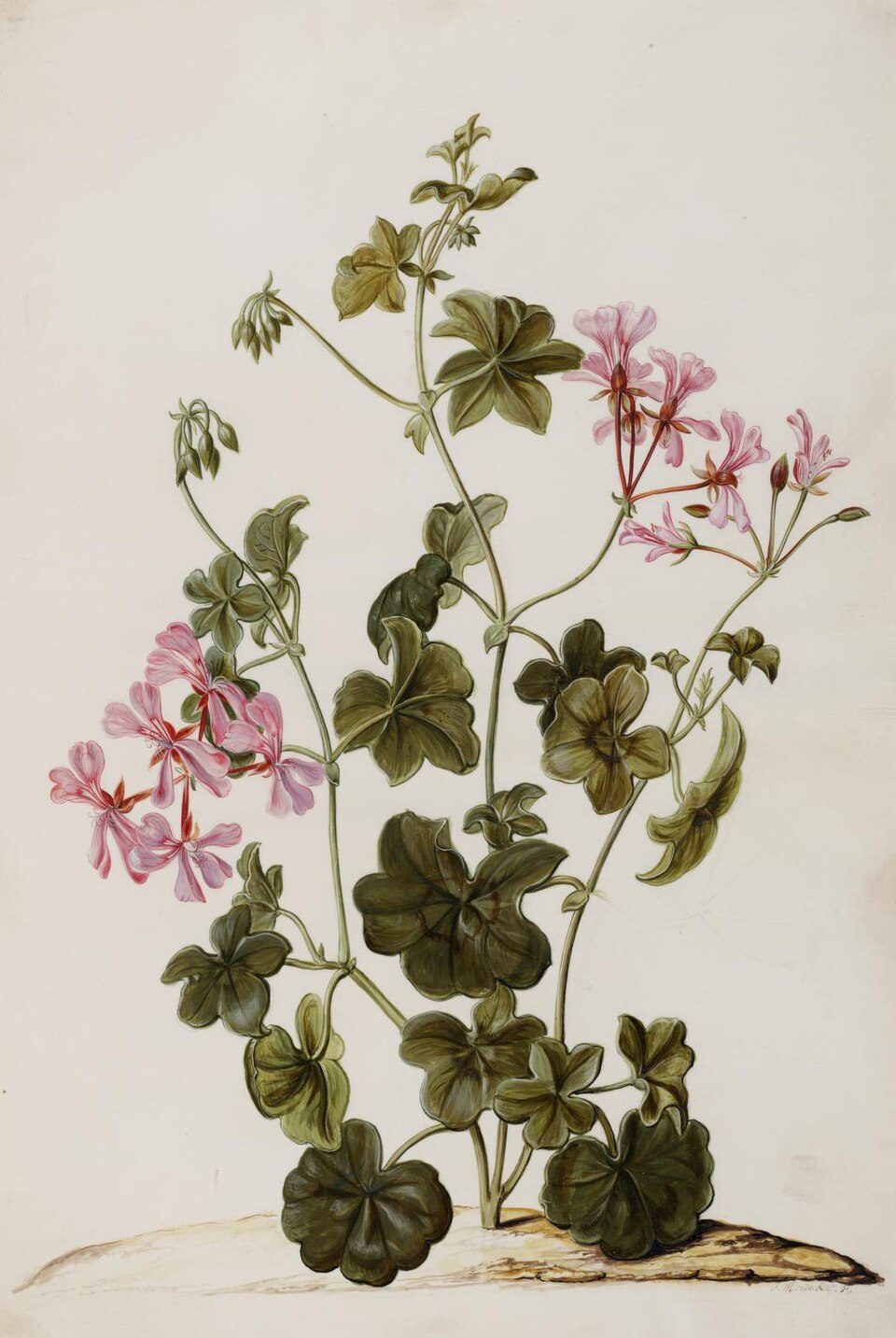 Pelargonium