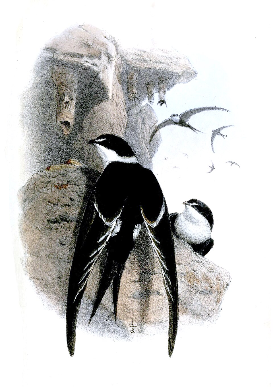 Great Swallow-tailed Swift