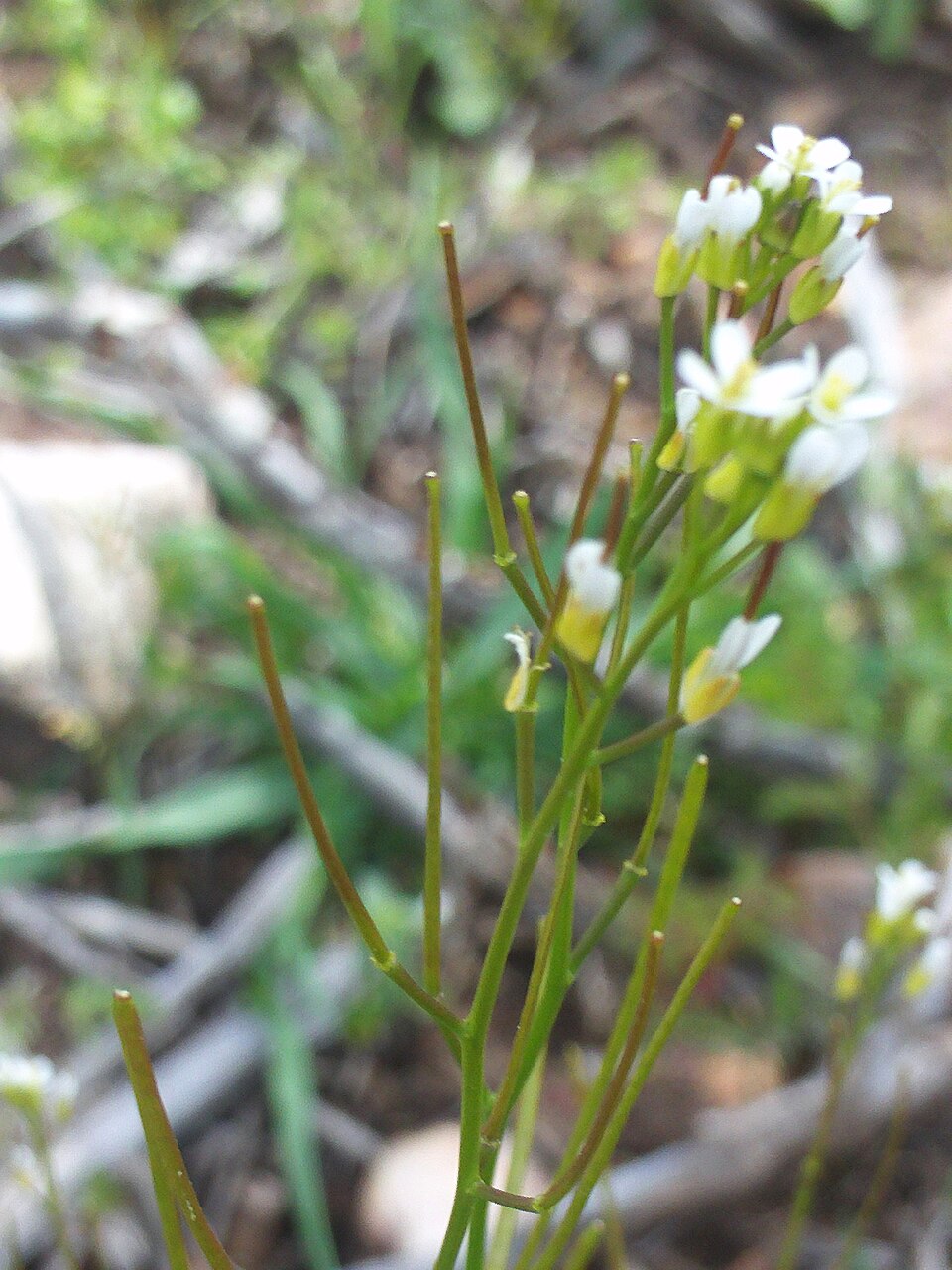 Arabis nova