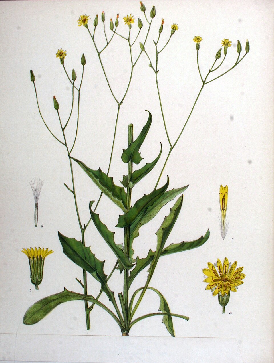 Crepis pulchra