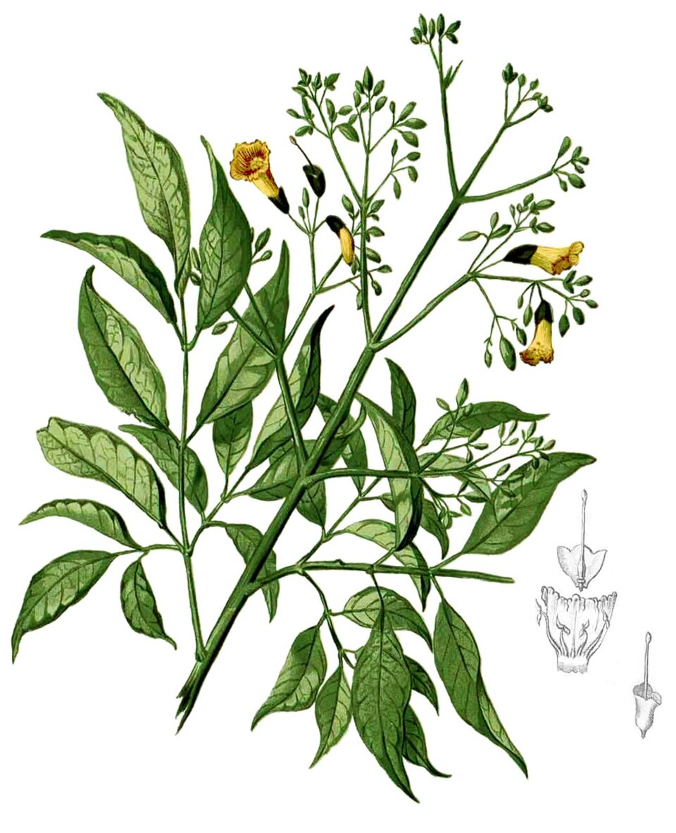Stereospermum chelonoides