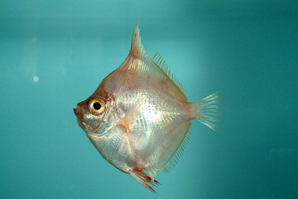 Antigonia capros