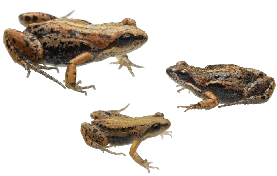 Flat Dainty frog
