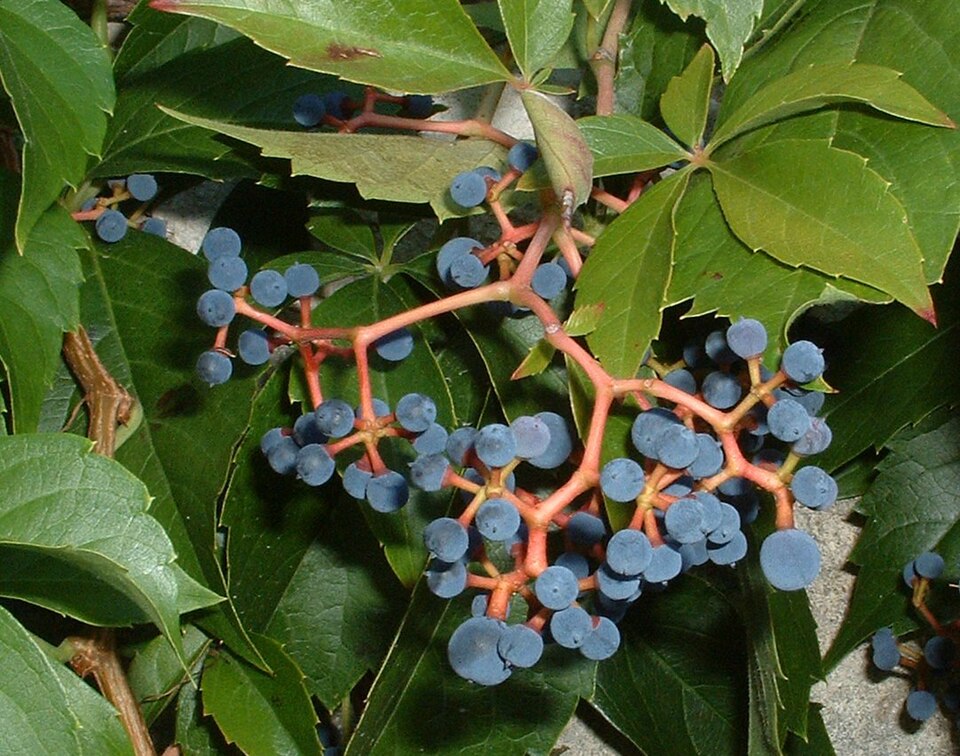 Parthenocissus