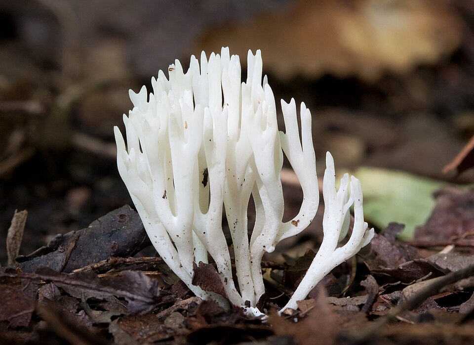 Ramariopsis