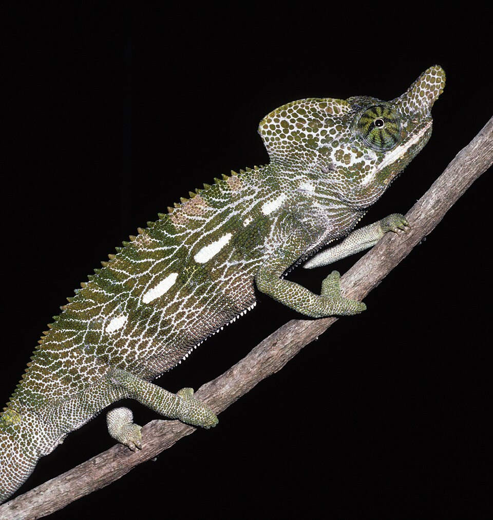 Furcifer labordi