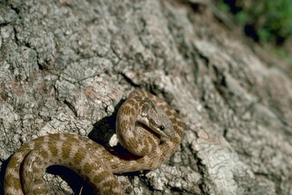 Hypsiglena torquata