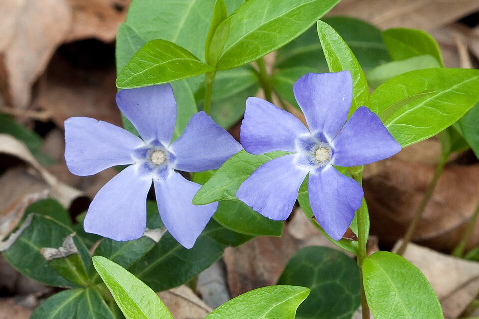 periwinkle