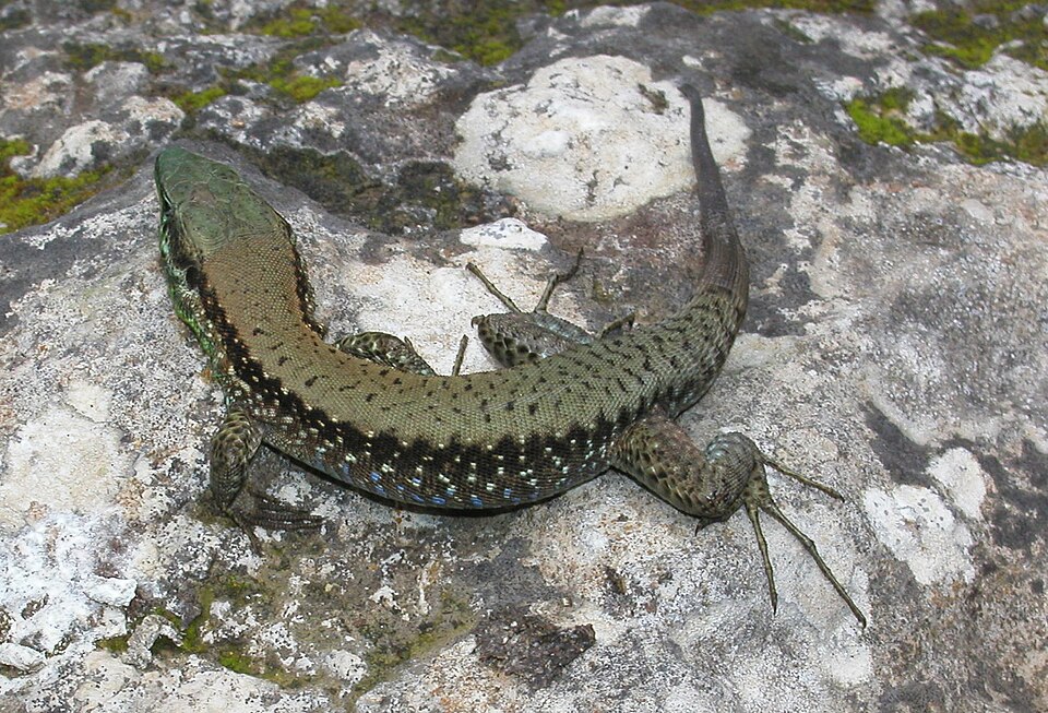 Phoenicolacerta