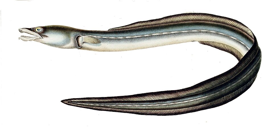 Ophichthus