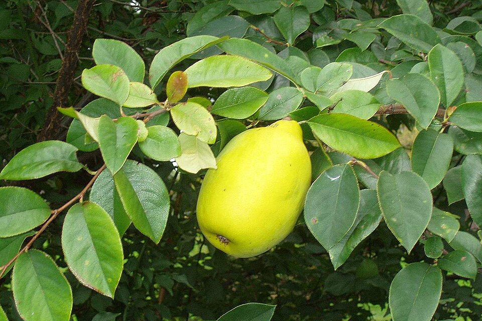 Pseudocydonia sinensis
