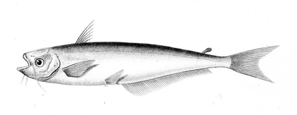 Schilbe