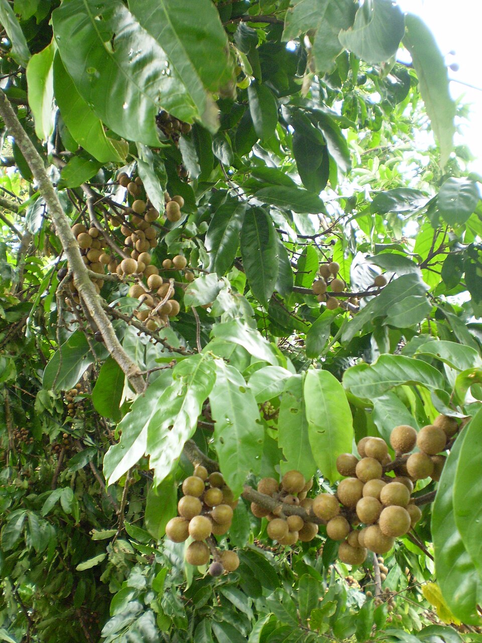 Guarea