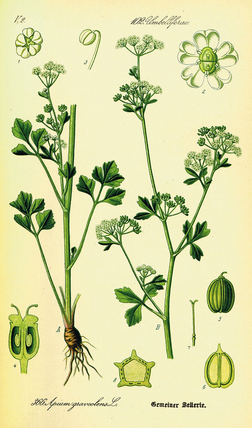 Apium