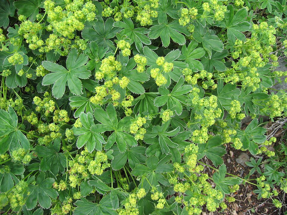 Alchemilla faeroensis