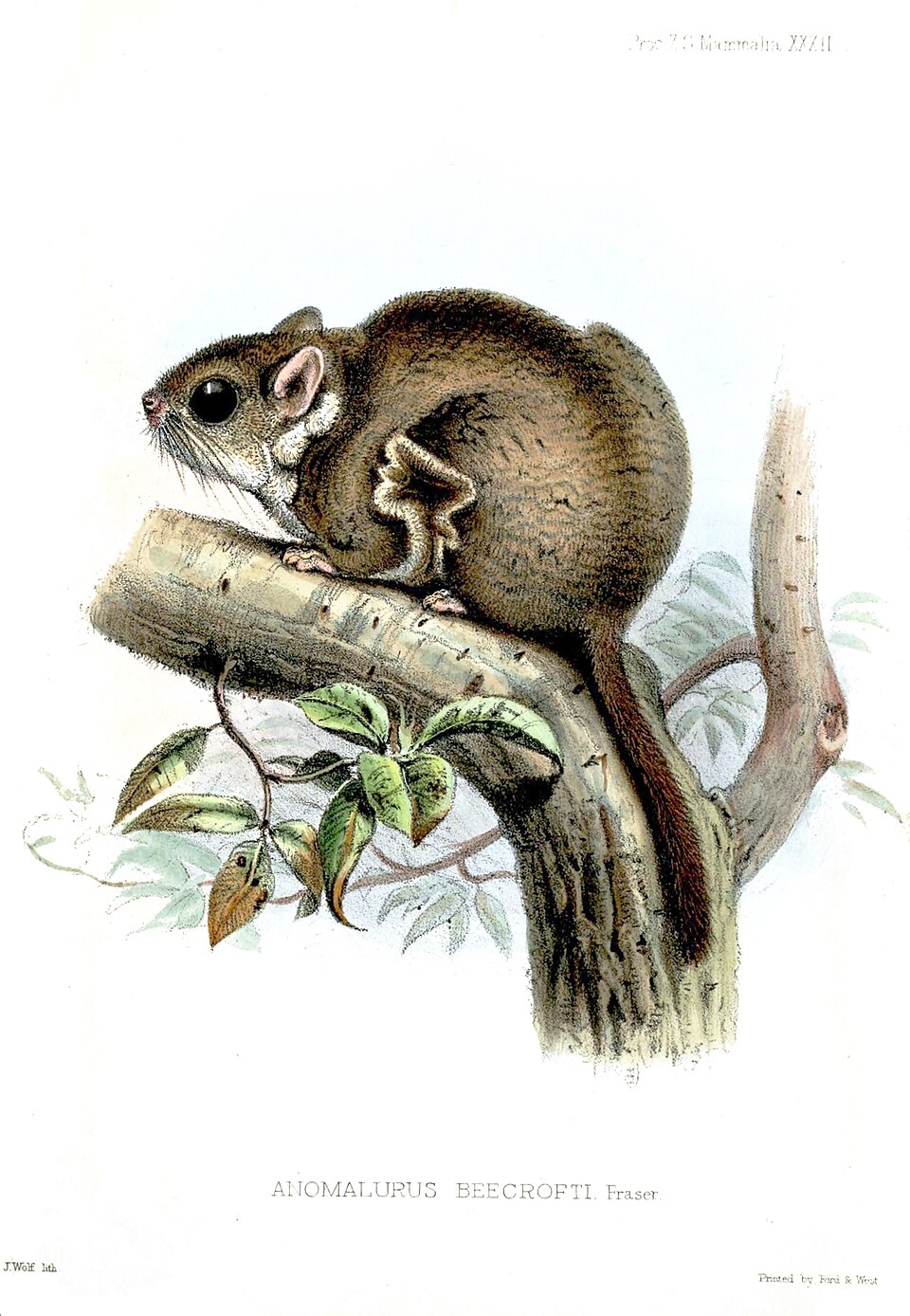 Anomalurus