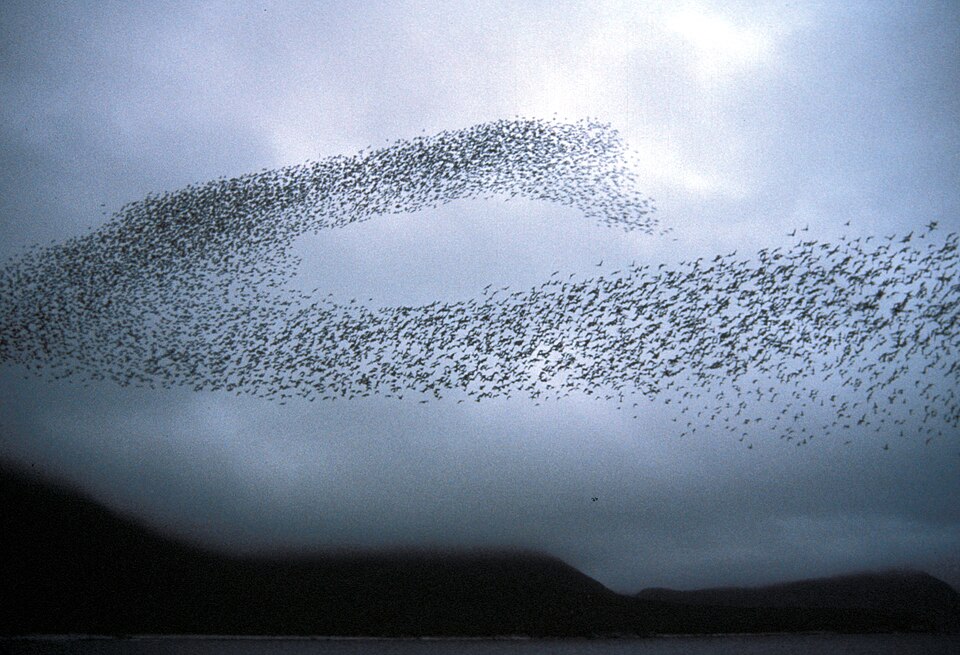 herd behavior