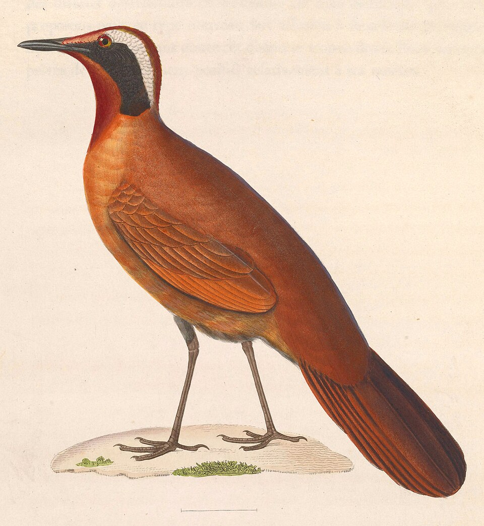 Eupetidae