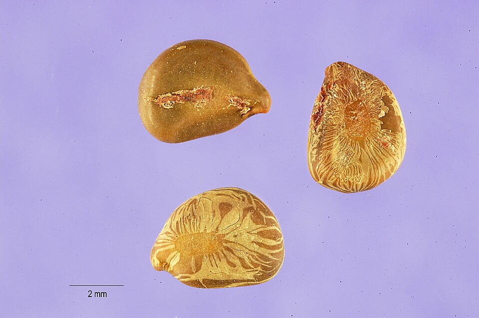 Senna sophera
