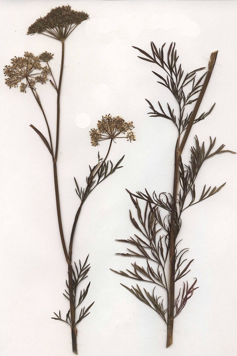 Cnidium dubium