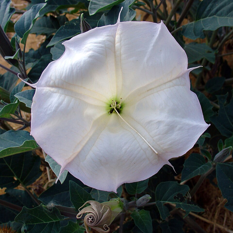 Datura wrightii