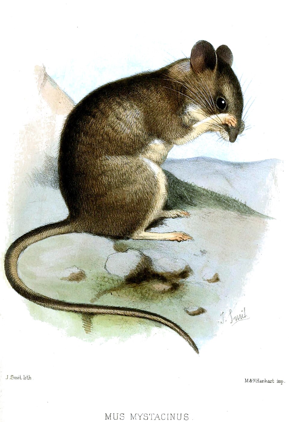 Broad-toothed field mouse