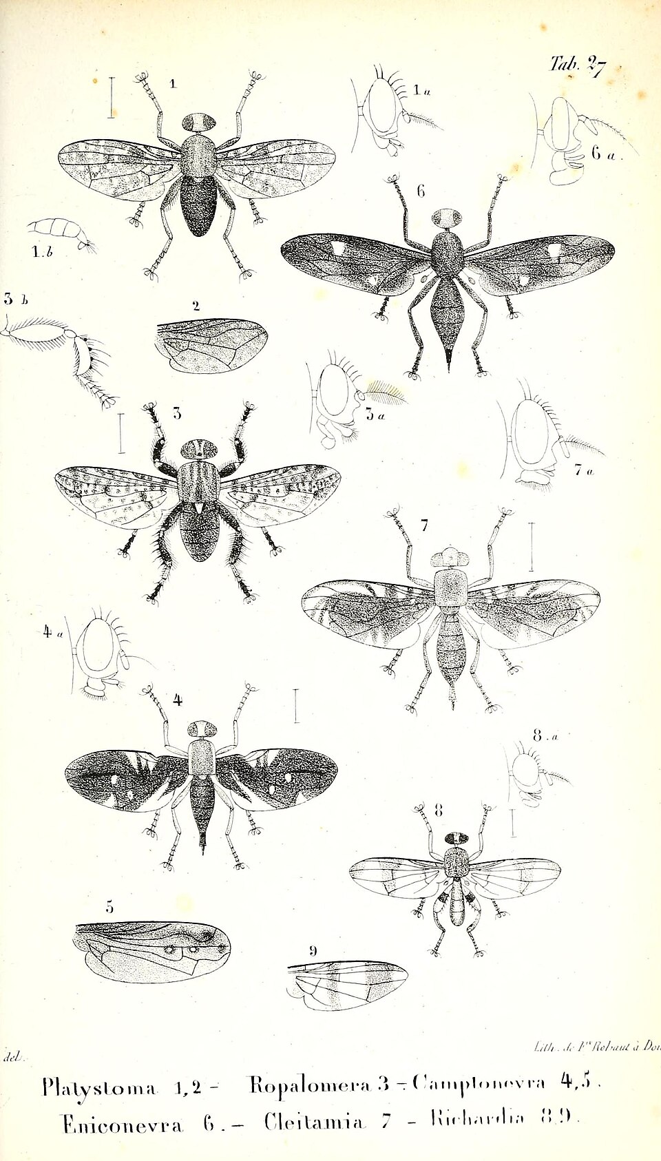 Richardiidae