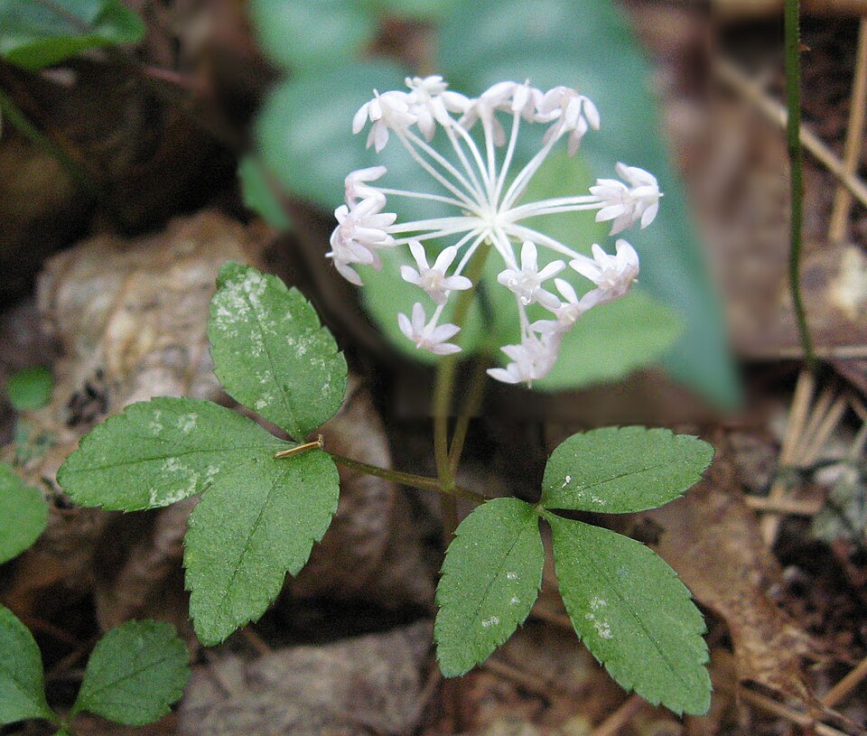 Panax trifolius