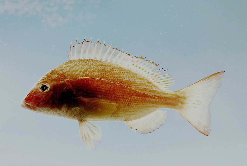 Orthopristis