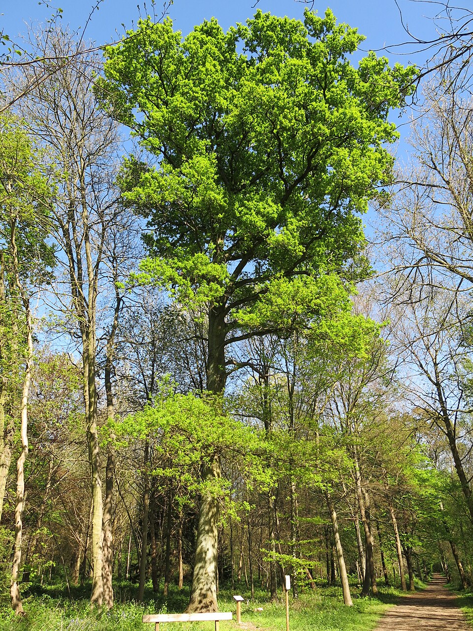 Quercus sessilifolia