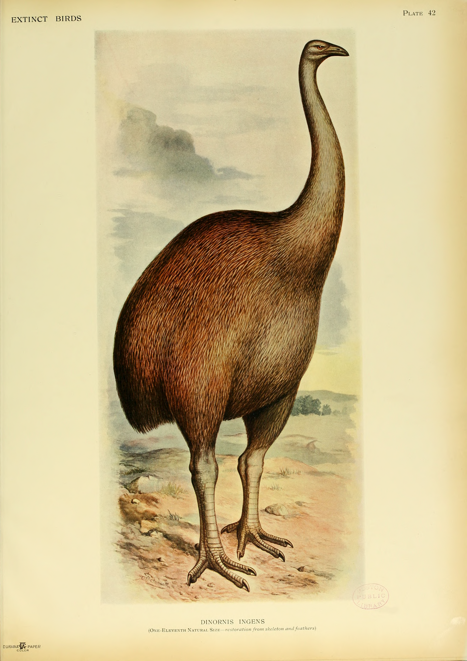 Dinornis