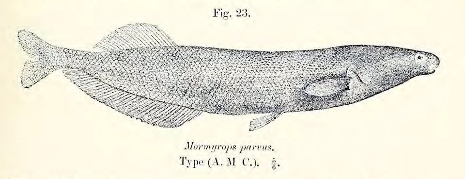 Mormyrops