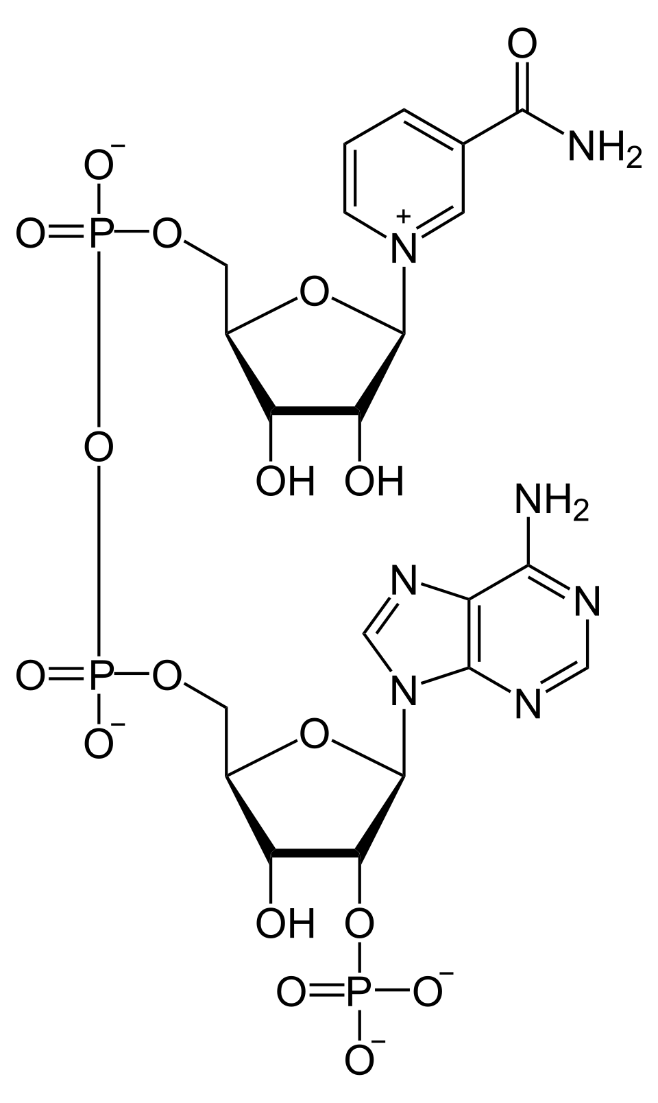 NADPH oxidase complex