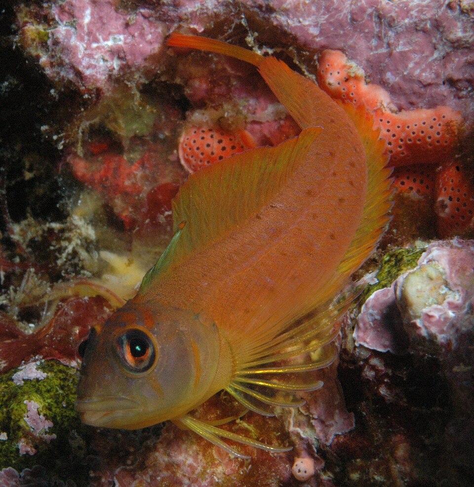 Yaldwyn's triplefin
