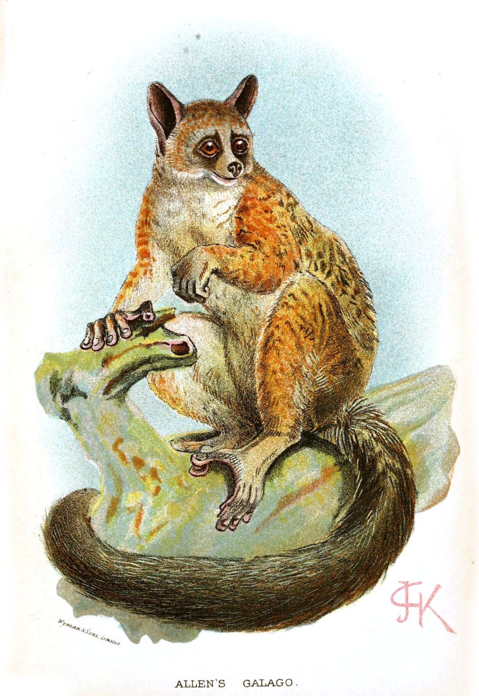 Galago