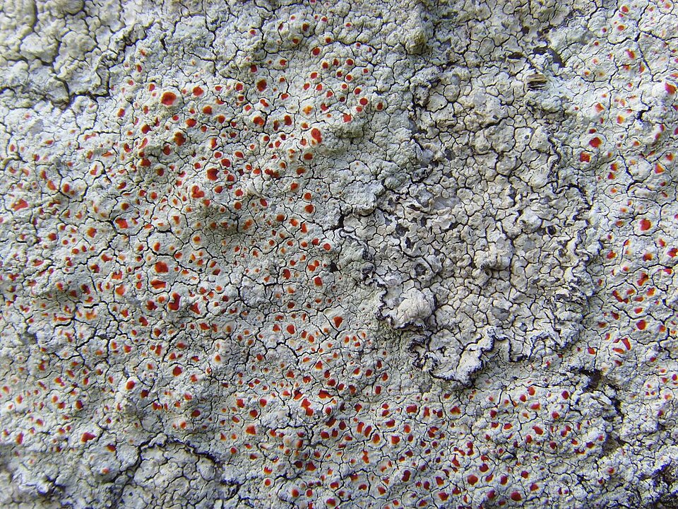 Haematomma