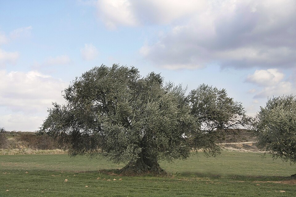 remarkable tree