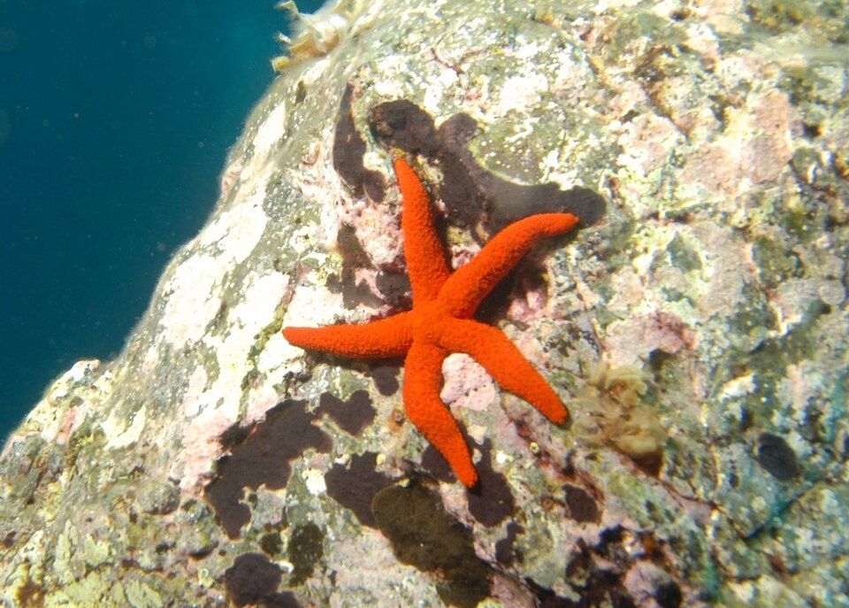 Echinasteridae