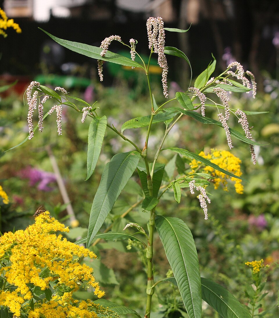 Persicaria lapathifolia
