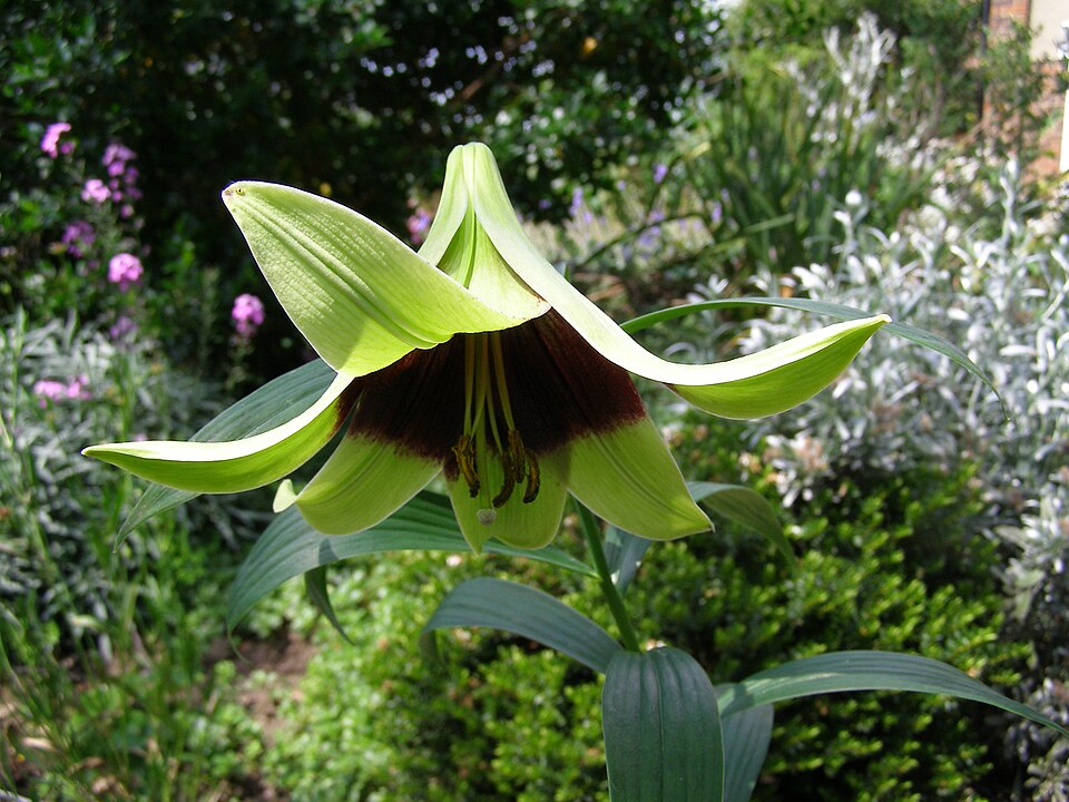 Lilium nepalense