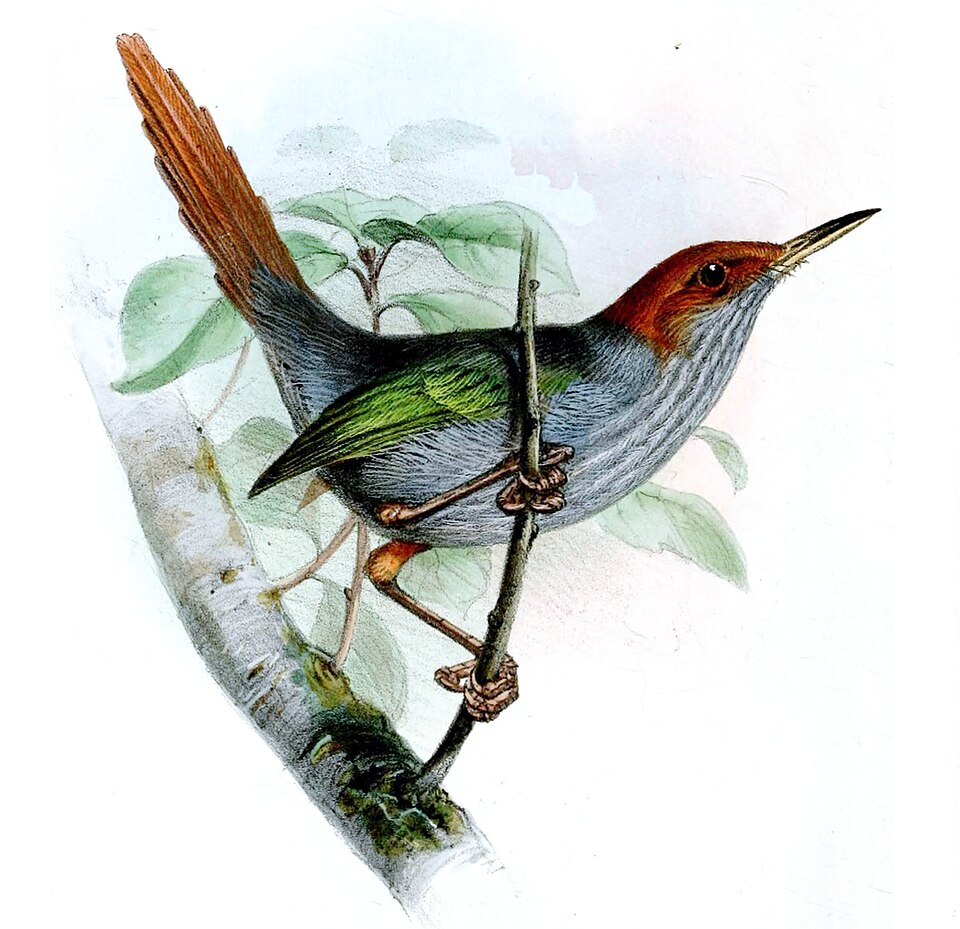 Orthotomus derbianus