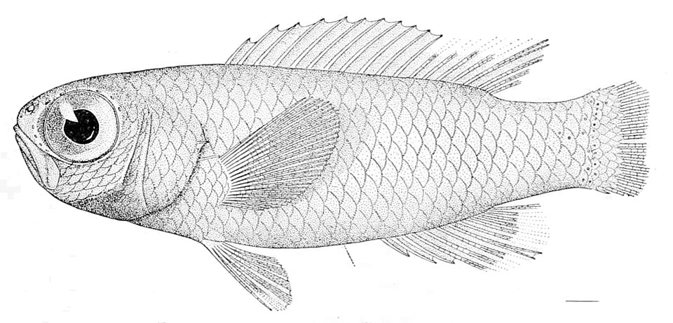 Splendid perch