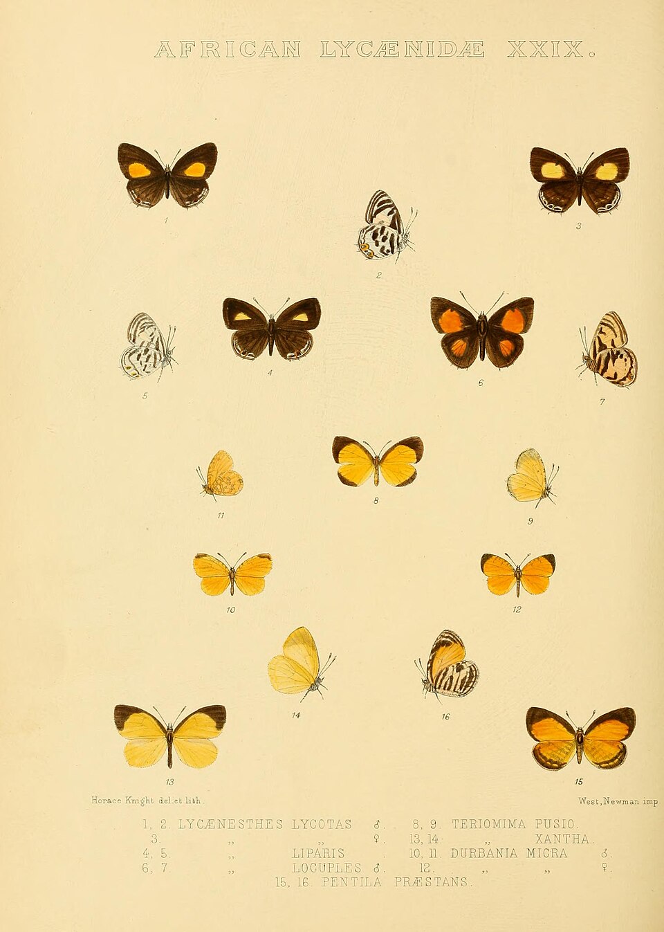Teriomima