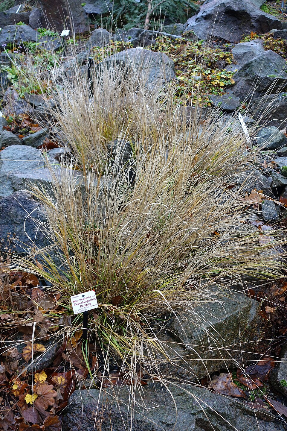 Melica transsilvanica