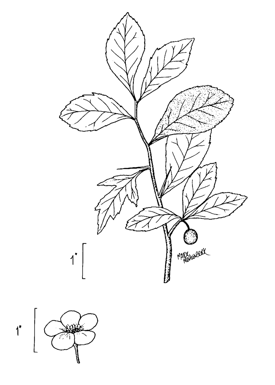 Crataegus aestivalis