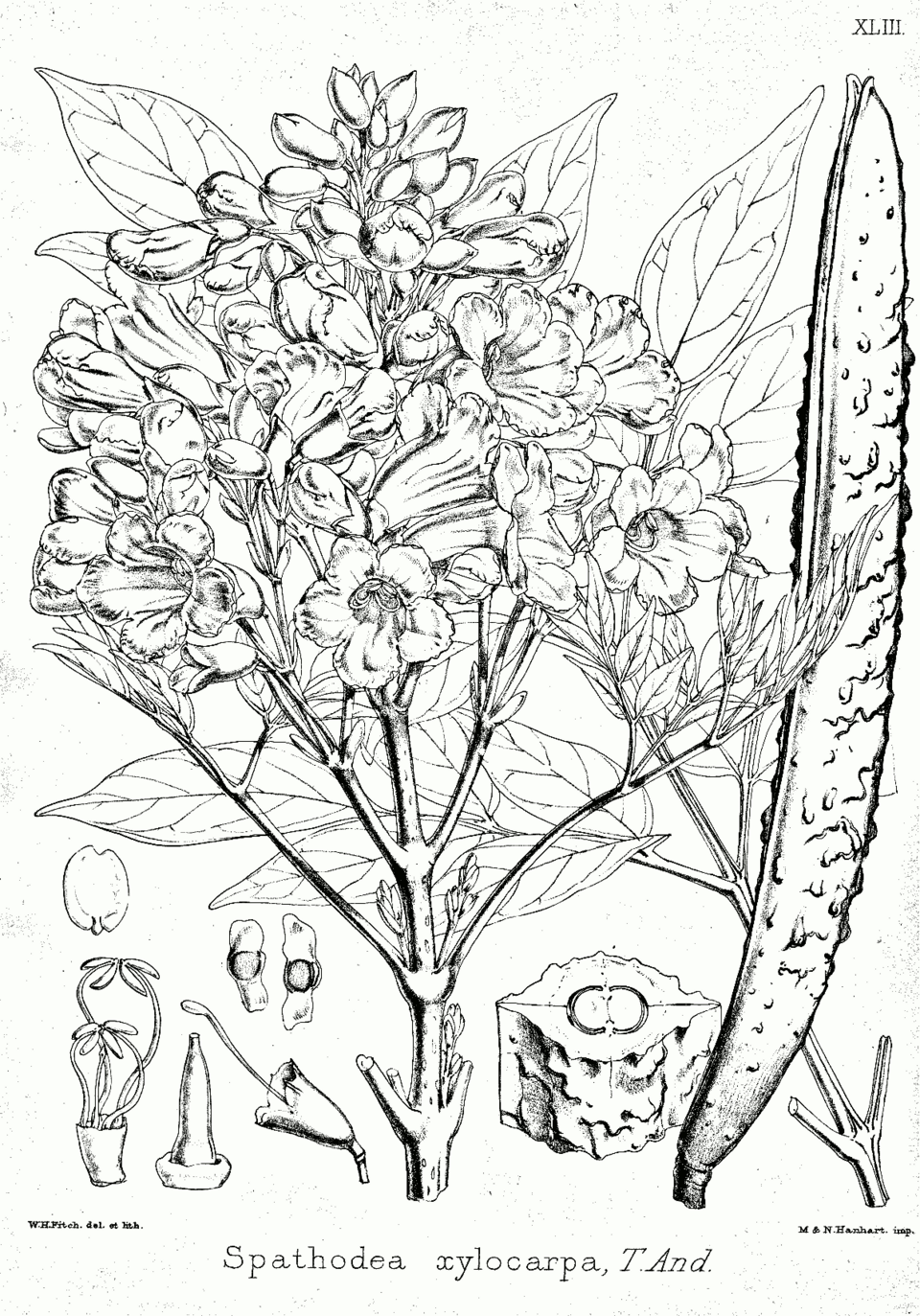 Stereospermum