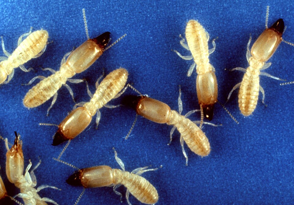 Reticulitermes