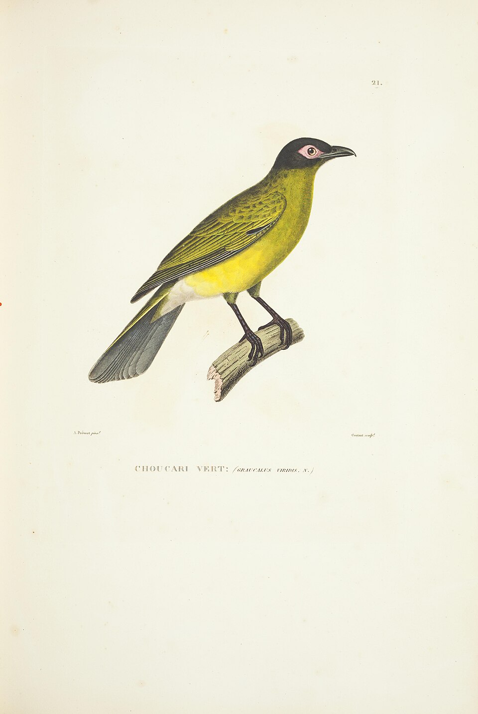 Timor Figbird